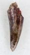 Eryops Tooth From Oklahoma - Giant Permian Amphibian #33548-1
